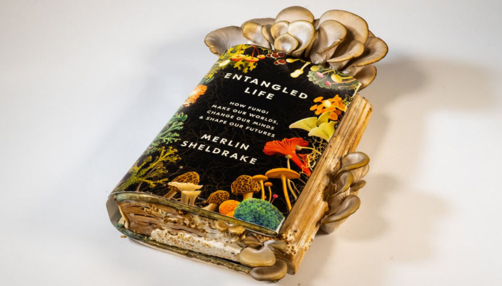 Biólogo cultiva cogumelos em seu livro sobre cogumelos e depois os come