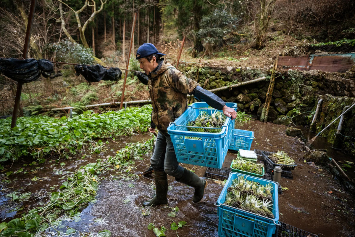 O mundo quer cada vez mais wasabi, mas o Japo no est em condies de fornecer