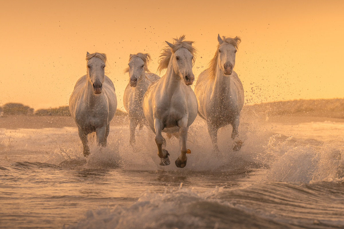 Fotos mostram a beleza majestosa dos cavalos de Camargue no sul da França 01