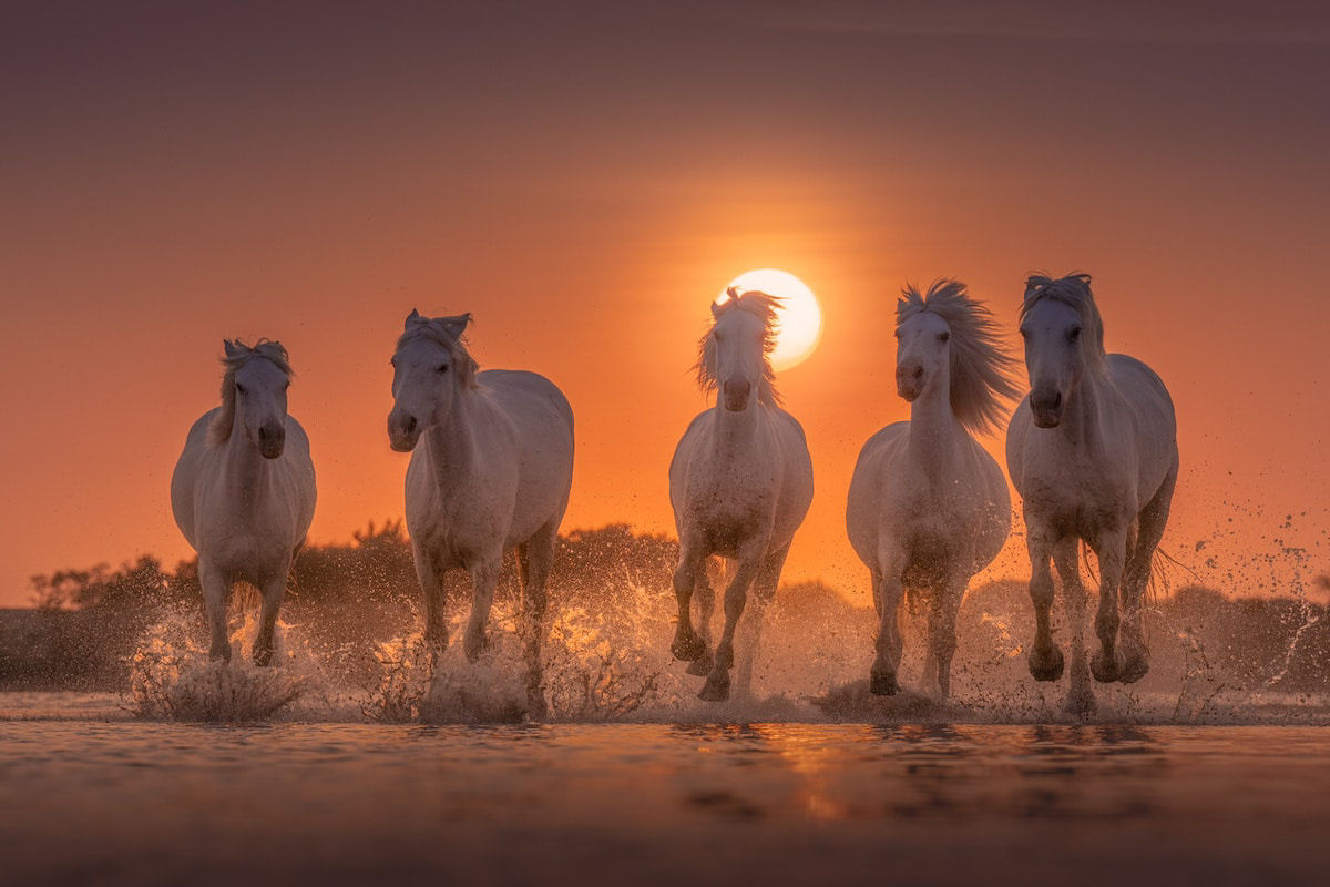 Fotos mostram a beleza majestosa dos cavalos de Camargue no sul da França 02