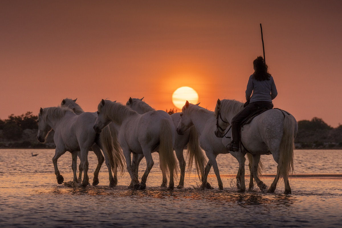 Fotos mostram a beleza majestosa dos cavalos de Camargue no sul da França 04