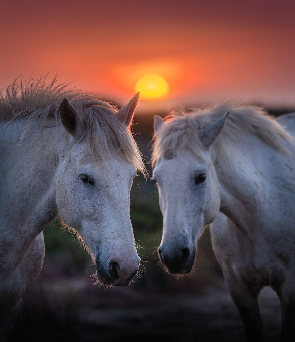 Fotos mostram a beleza majestosa dos cavalos de Camargue no sul da França 05