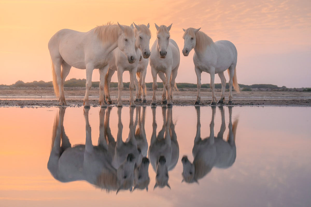 Fotos mostram a beleza majestosa dos cavalos de Camargue no sul da França 07