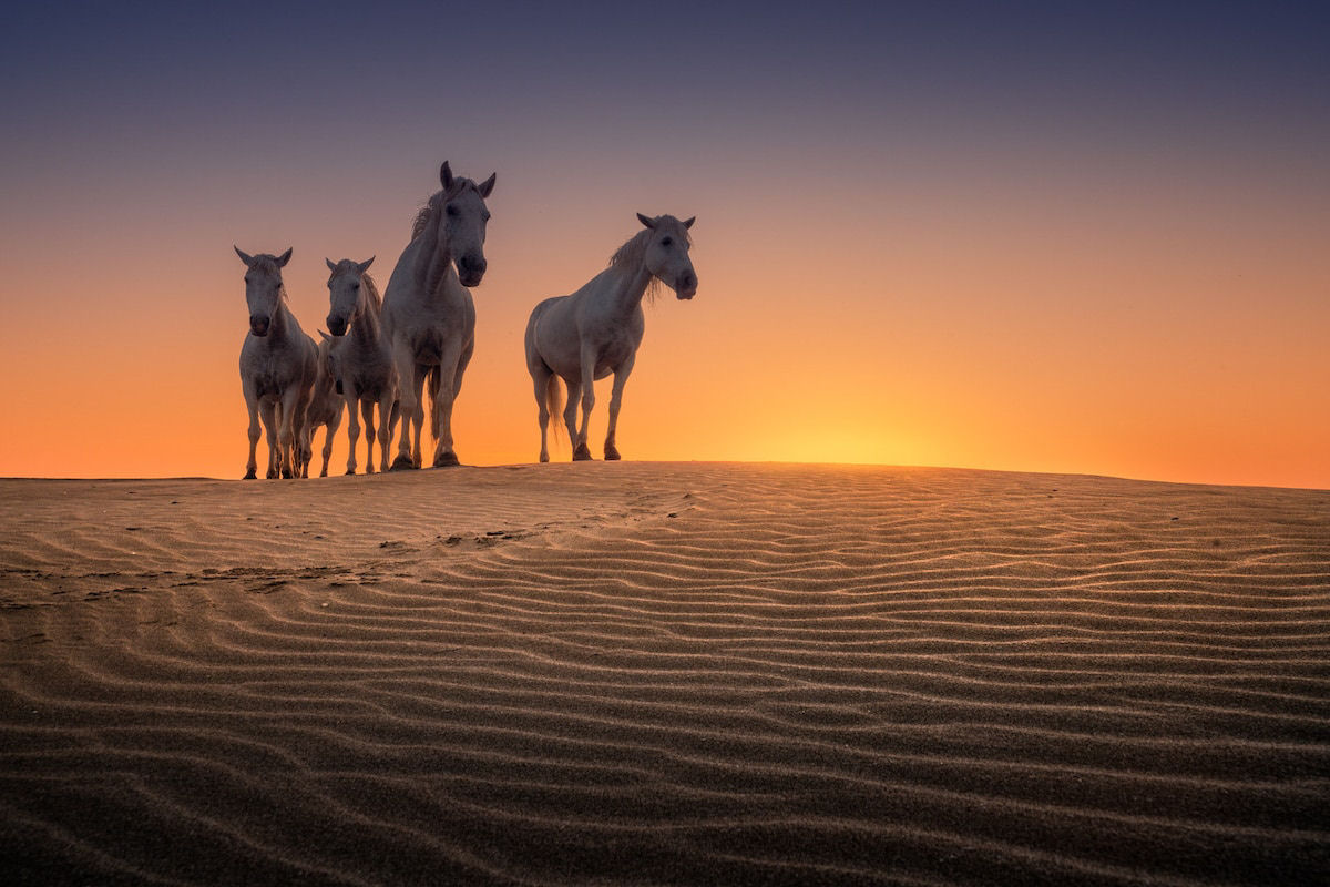 Fotos mostram a beleza majestosa dos cavalos de Camargue no sul da França 09