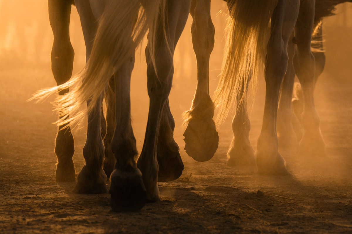 Fotos mostram a beleza majestosa dos cavalos de Camargue no sul da França 10