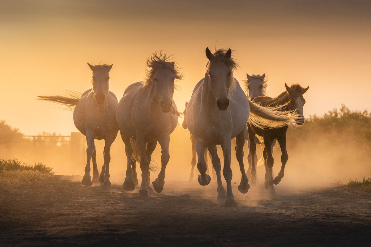 Fotos mostram a beleza majestosa dos cavalos de Camargue no sul da França 11