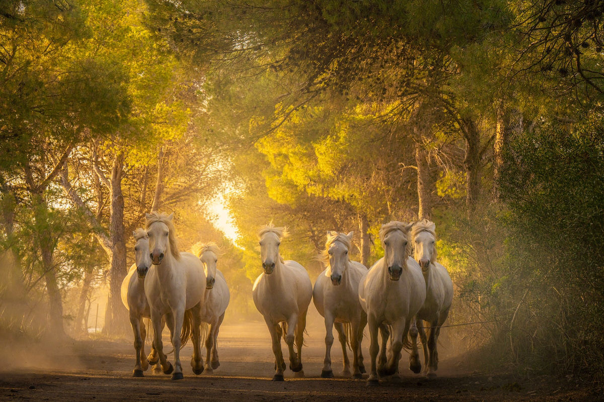Fotos mostram a beleza majestosa dos cavalos de Camargue no sul da França 12