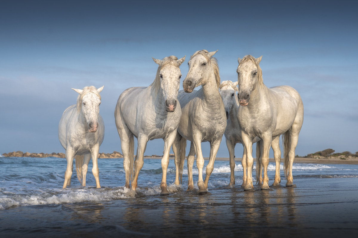 Fotos mostram a beleza majestosa dos cavalos de Camargue no sul da França 13
