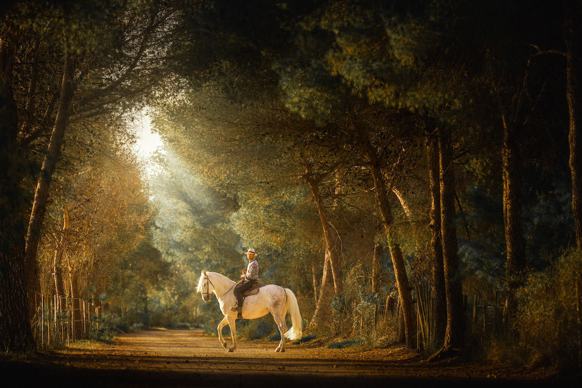 Fotos mostram a beleza majestosa dos cavalos de Camargue no sul da França 14