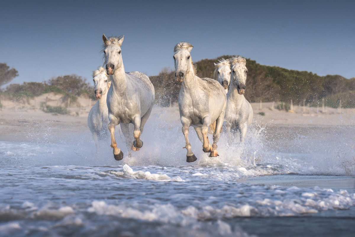 Fotos mostram a beleza majestosa dos cavalos de Camargue no sul da França 15
