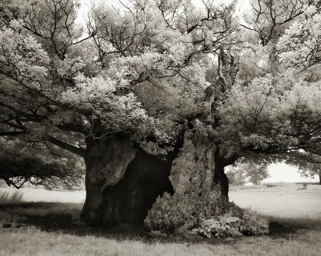 Fotgrafa passa 14 anos viajando por todo mundo em busca das rvores mais antigas e estranhas 03