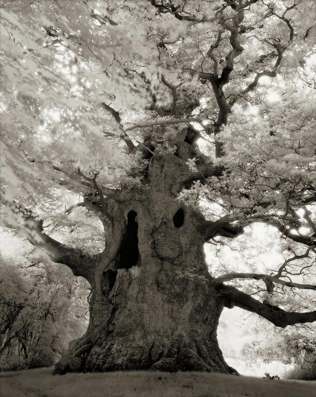 Fotgrafa passa 14 anos viajando por todo mundo em busca das rvores mais antigas e estranhas 05