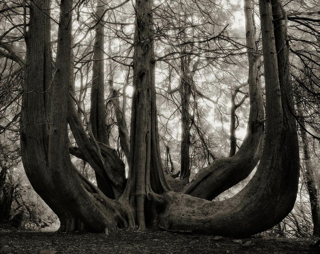 Fotgrafa passa 14 anos viajando por todo mundo em busca das rvores mais antigas e estranhas 07