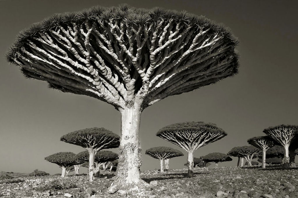 Fotgrafa passa 14 anos viajando por todo mundo em busca das rvores mais antigas e estranhas 10