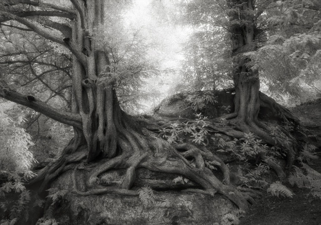 Fotgrafa passa 14 anos viajando por todo mundo em busca das rvores mais antigas e estranhas 11