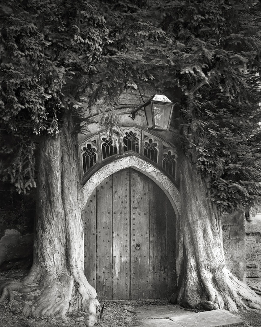 Fotgrafa passa 14 anos viajando por todo mundo em busca das rvores mais antigas e estranhas 12
