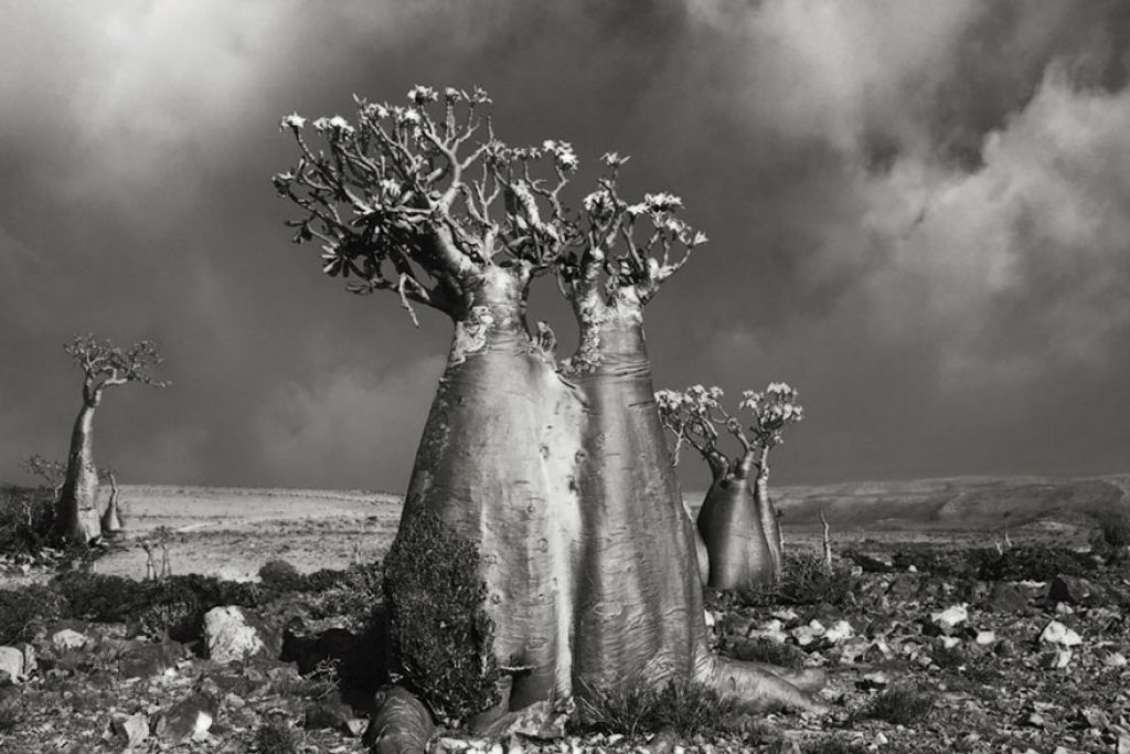 Fotgrafa passa 14 anos viajando por todo mundo em busca das rvores mais antigas e estranhas 13