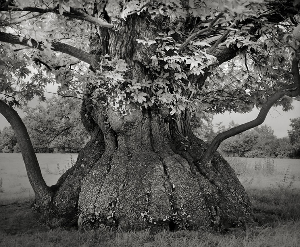 Fotgrafa passa 14 anos viajando por todo mundo em busca das rvores mais antigas e estranhas 14
