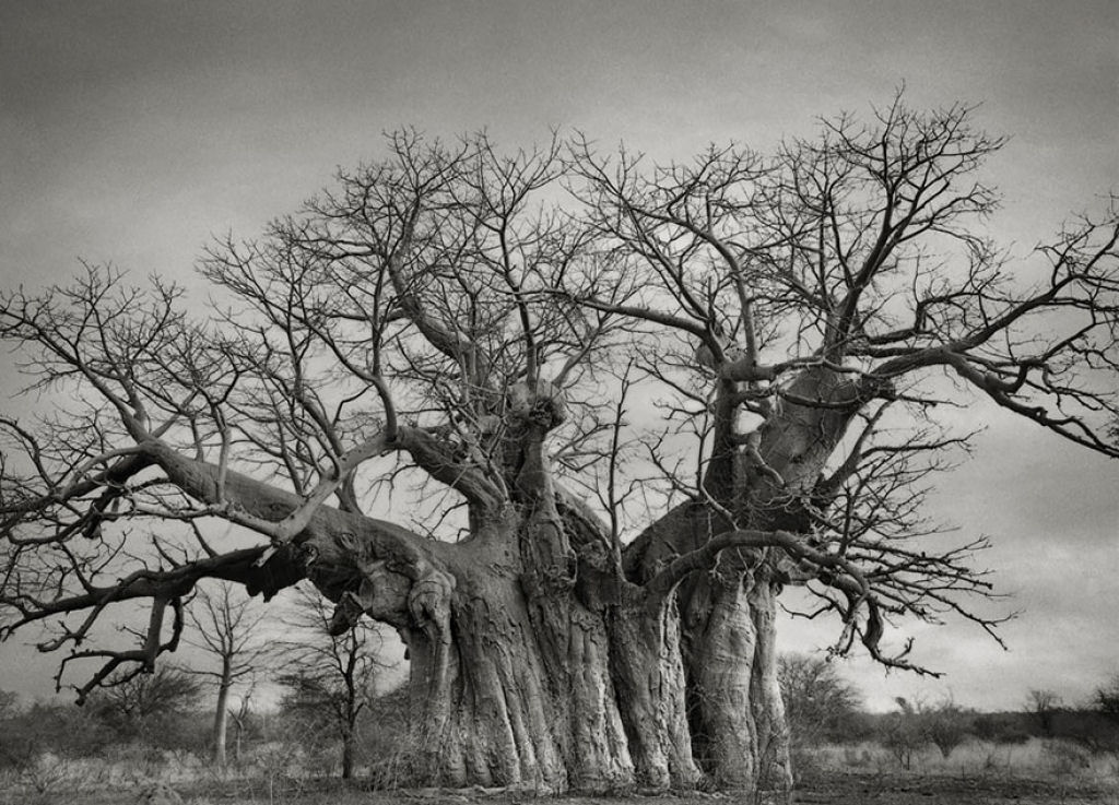 Fotgrafa passa 14 anos viajando por todo mundo em busca das rvores mais antigas e estranhas 15