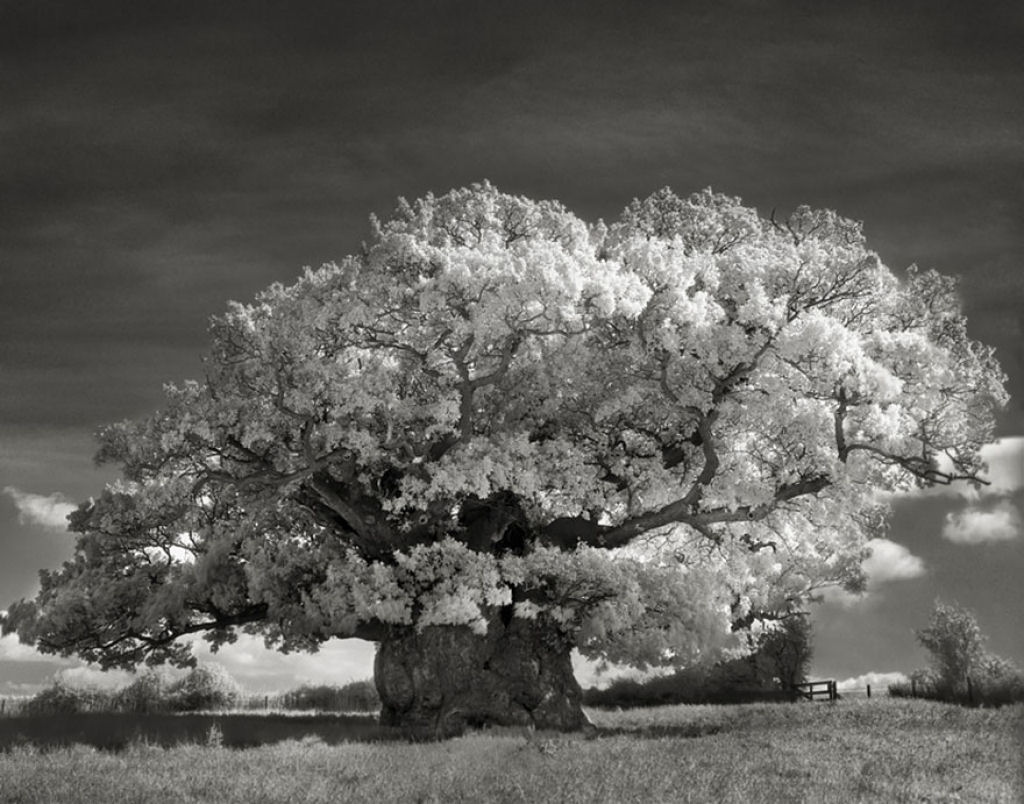 Fotgrafa passa 14 anos viajando por todo mundo em busca das rvores mais antigas e estranhas 16
