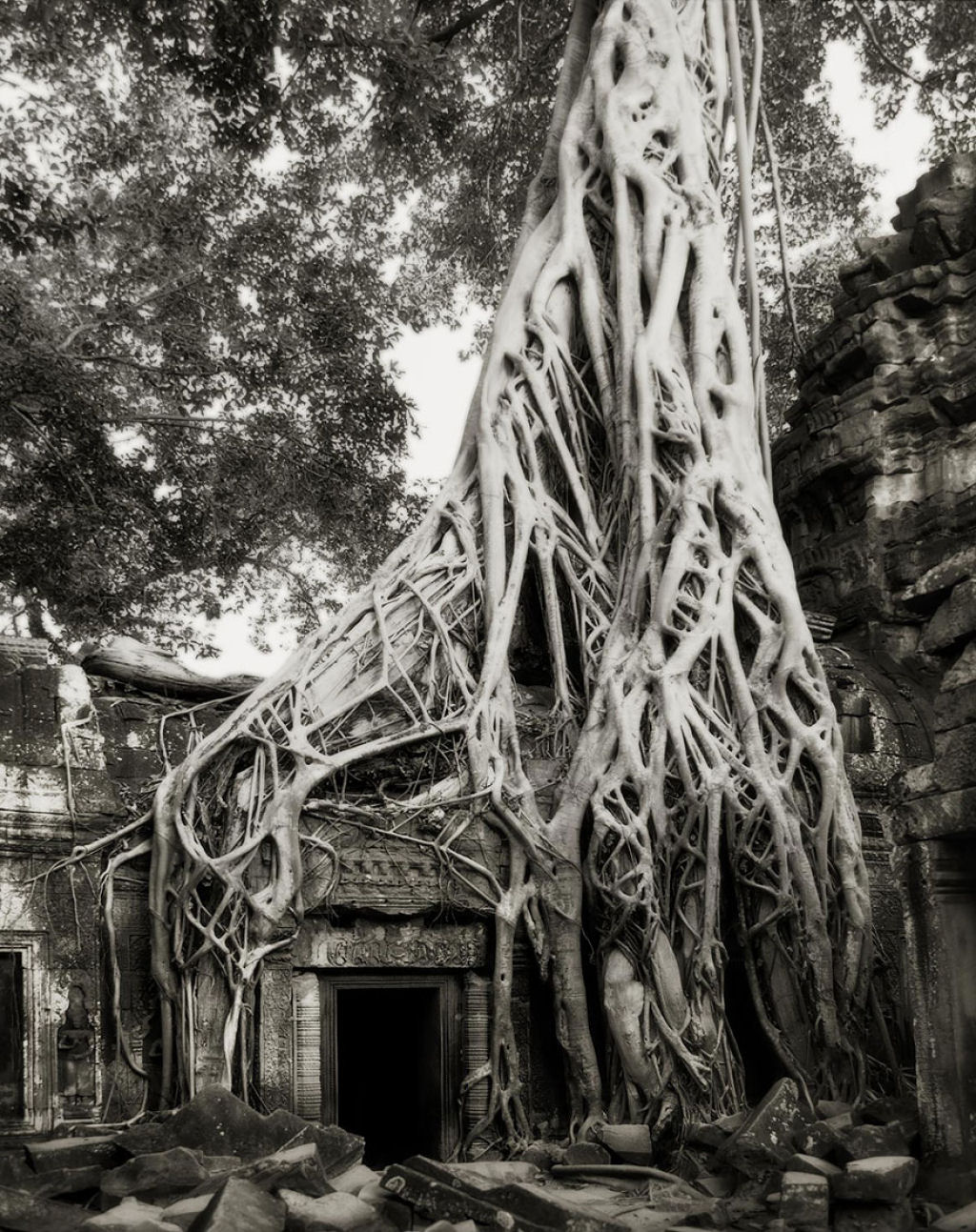 Fotgrafa passa 14 anos viajando por todo mundo em busca das rvores mais antigas e estranhas 17