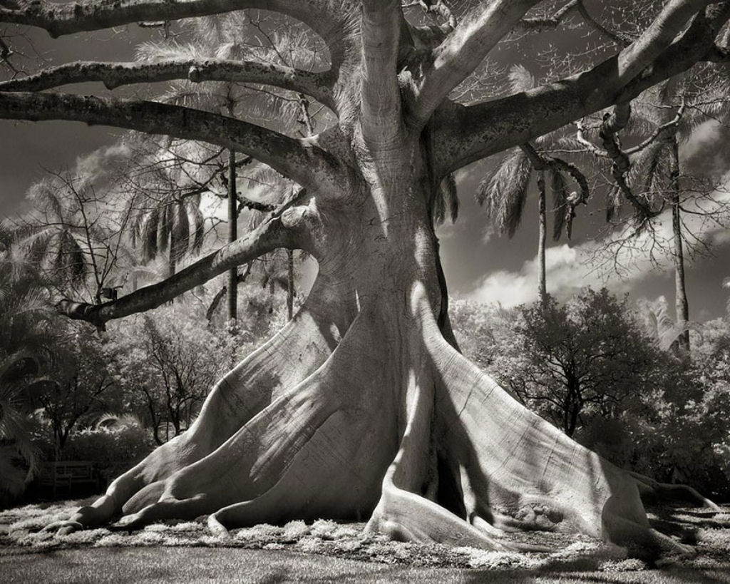 Fotgrafa passa 14 anos viajando por todo mundo em busca das rvores mais antigas e estranhas 18