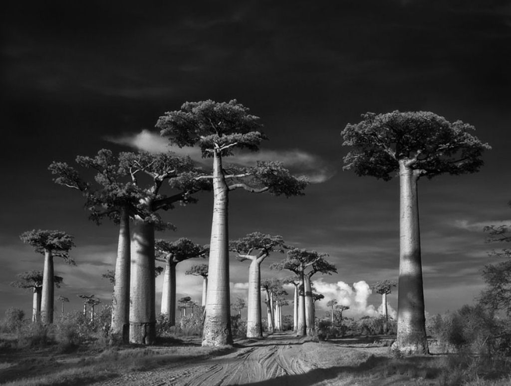 Fotgrafa passa 14 anos viajando por todo mundo em busca das rvores mais antigas e estranhas 19