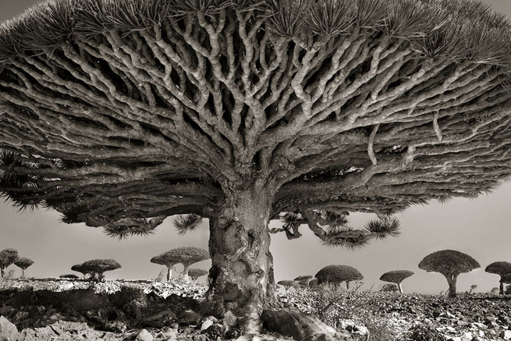 Fotgrafa passa 14 anos viajando por todo mundo em busca das rvores mais antigas e estranhas 20
