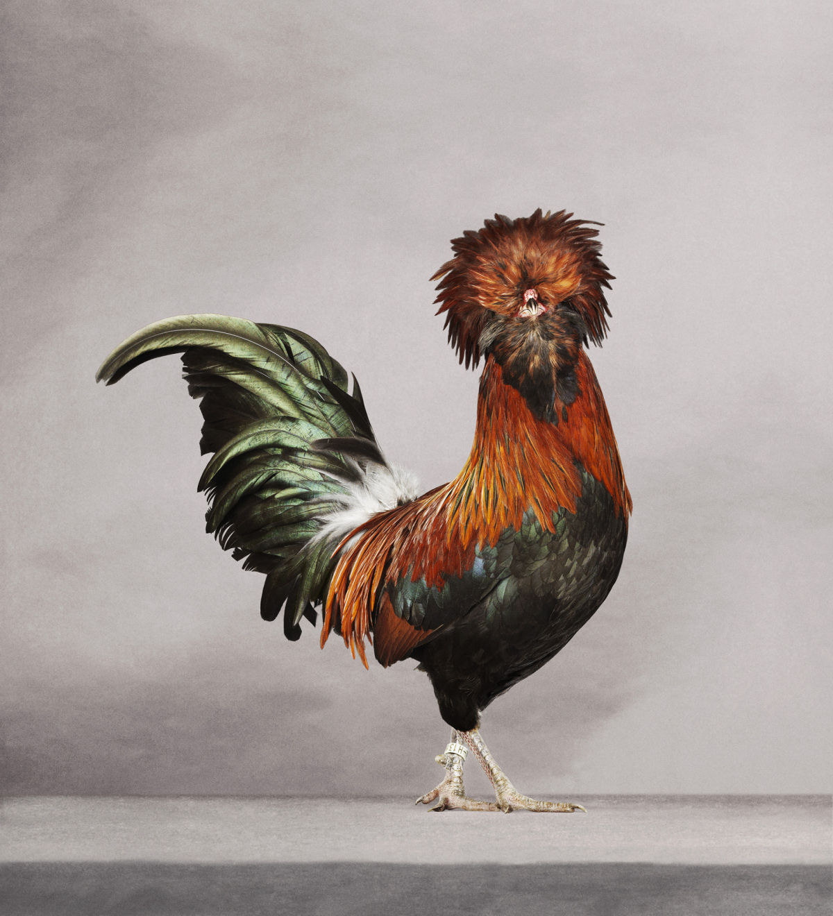 As elegantes fotos de galos e galinhas de um fotógrafo holandês 01