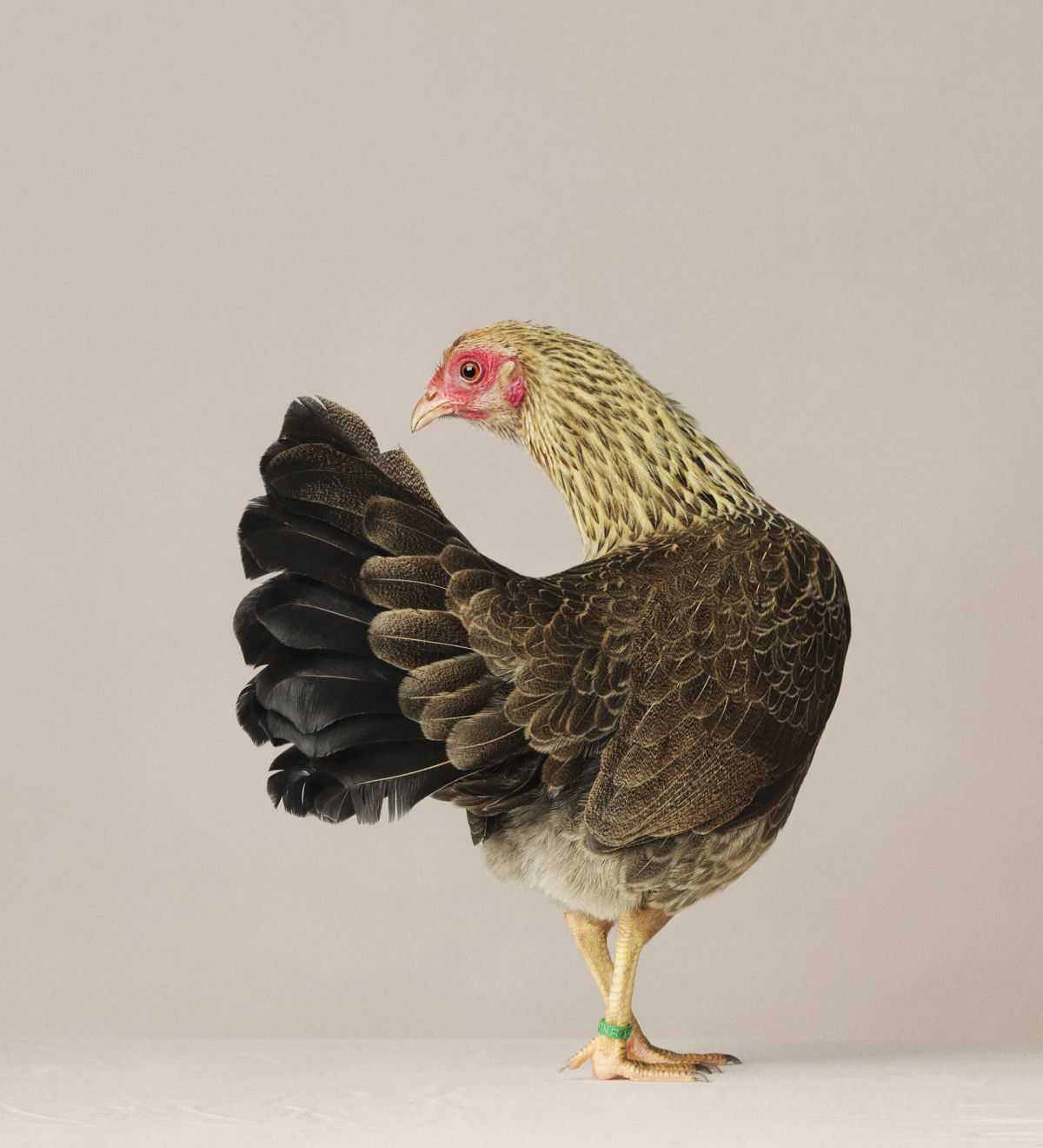 As elegantes fotos de galos e galinhas de um fotógrafo holandês 04