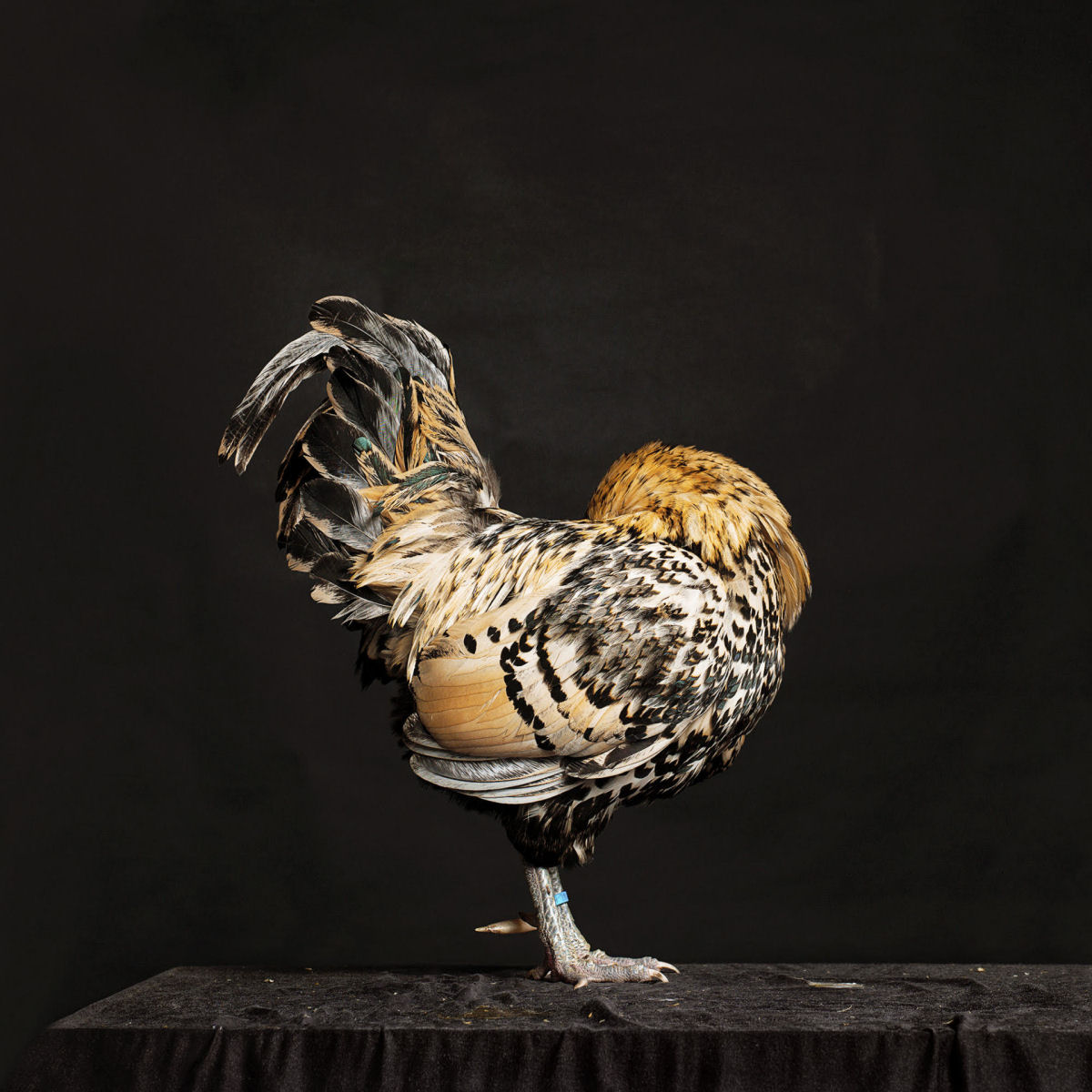 As elegantes fotos de galos e galinhas de um fotógrafo holandês 05