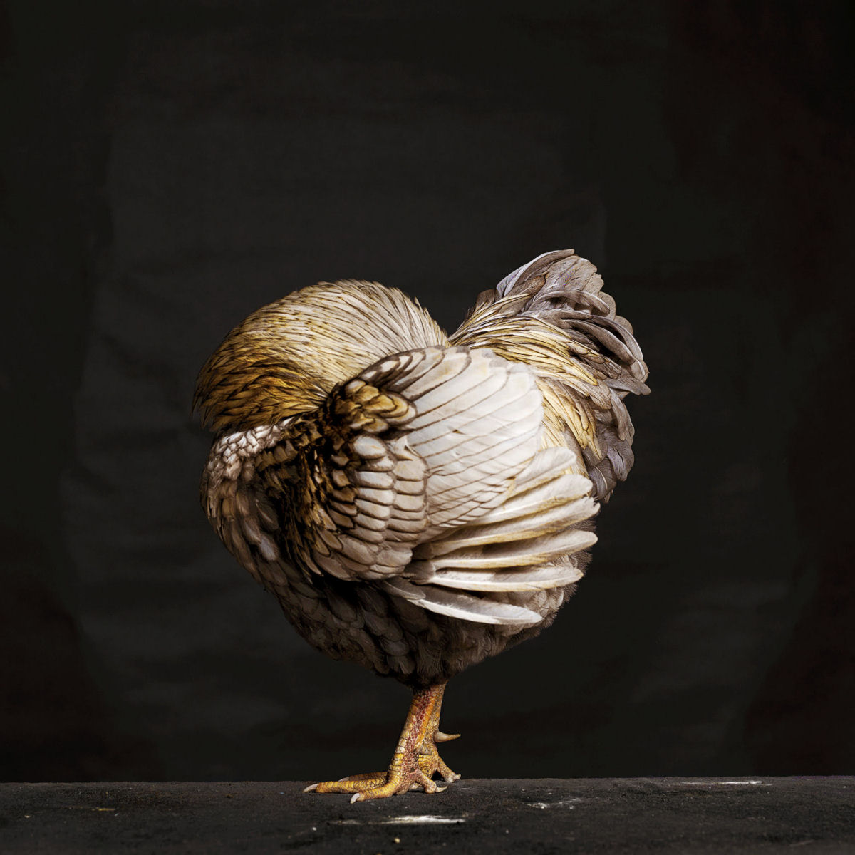 As elegantes fotos de galos e galinhas de um fotógrafo holandês 06