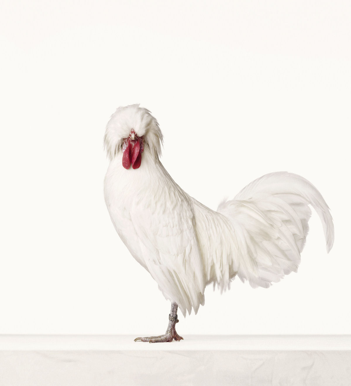 As elegantes fotos de galos e galinhas de um fotógrafo holandês 07