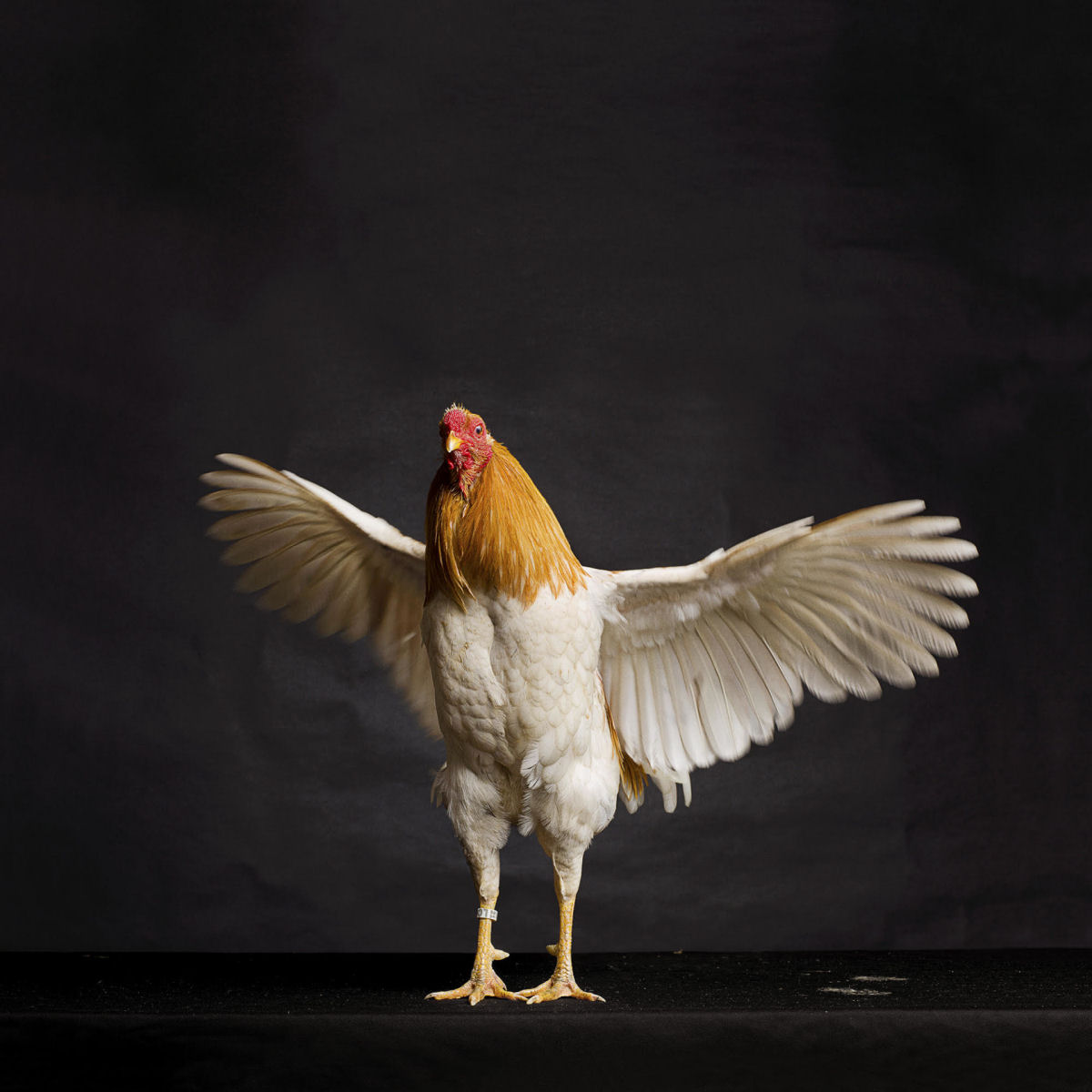 As elegantes fotos de galos e galinhas de um fotógrafo holandês 08