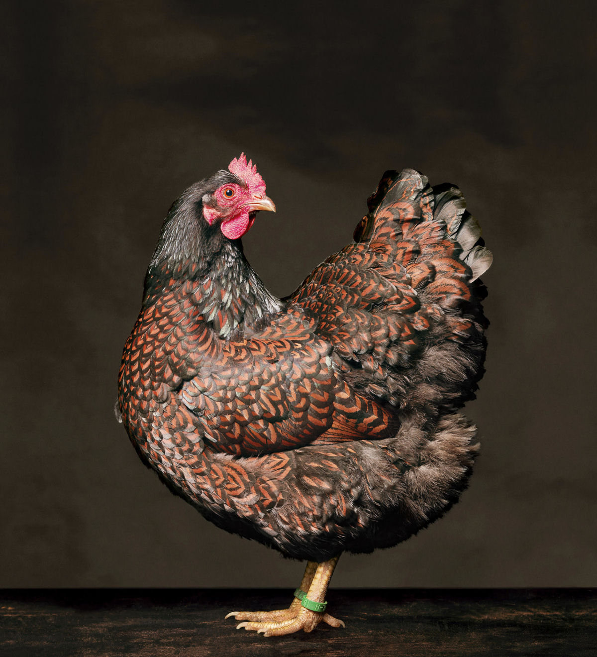 As elegantes fotos de galos e galinhas de um fotógrafo holandês 09