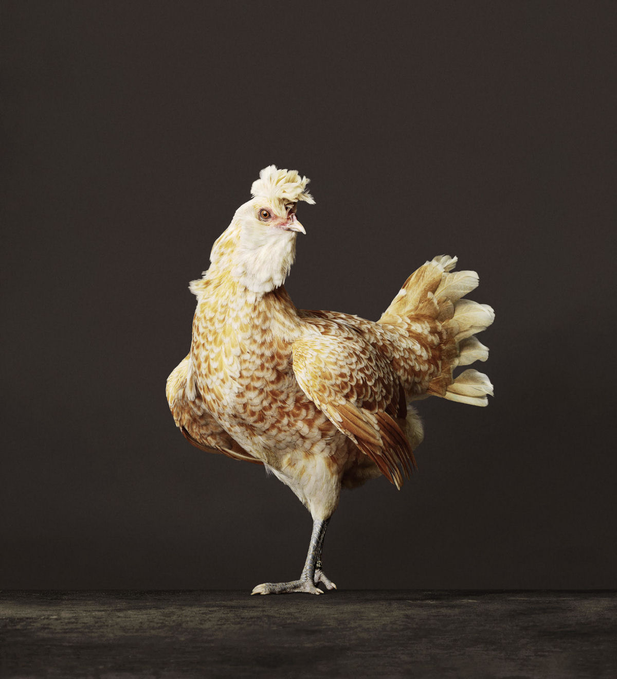 As elegantes fotos de galos e galinhas de um fotógrafo holandês 11