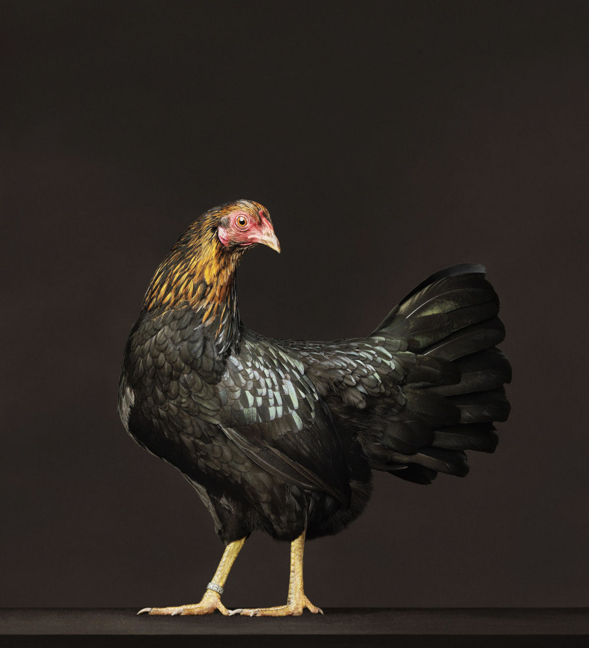 As elegantes fotos de galos e galinhas de um fotógrafo holandês 12