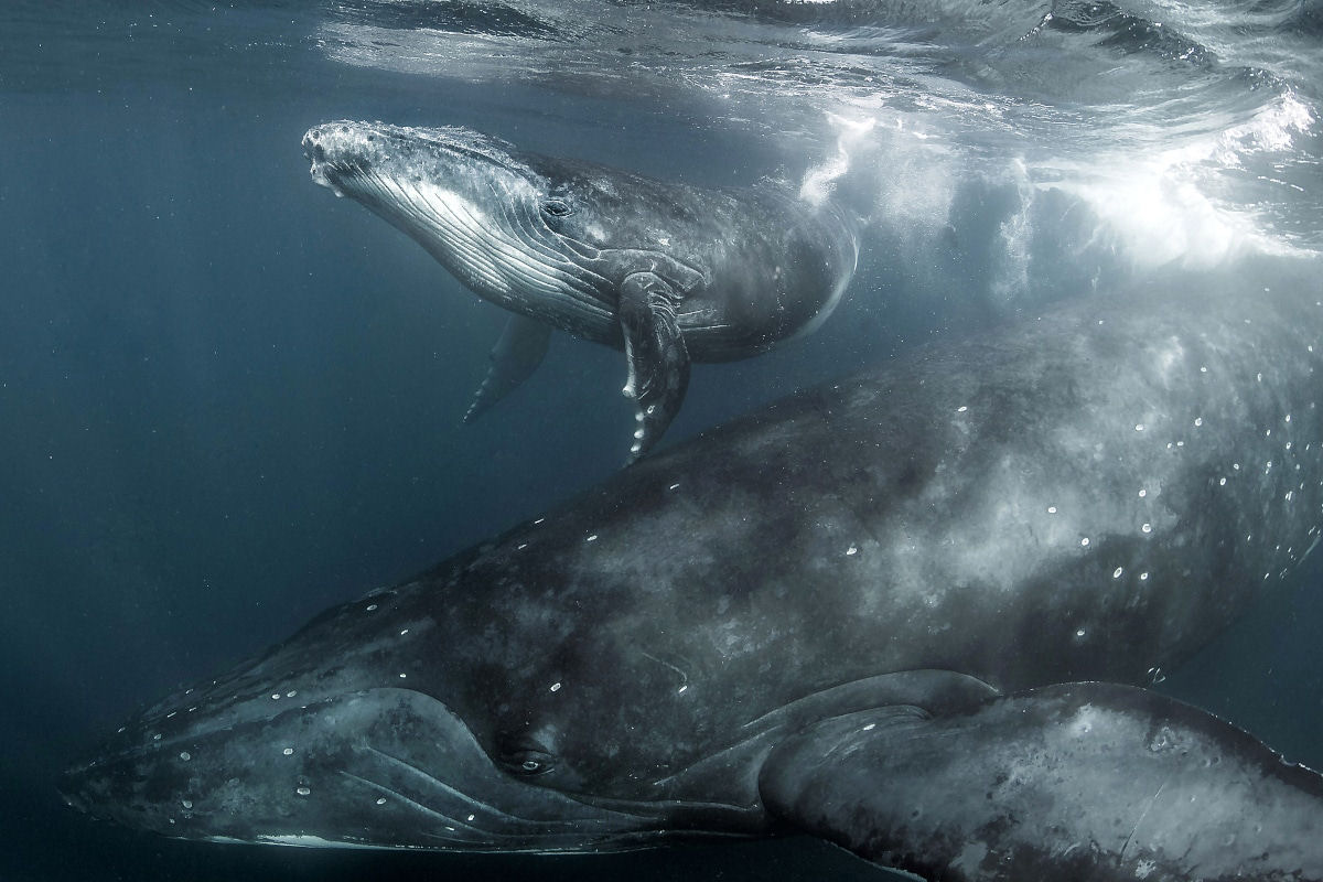 Fotos subaquticas iluminadas destacam a beleza suave das baleias gigantes