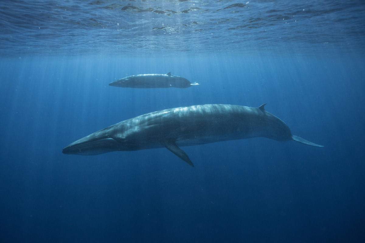 Fotos subaquticas iluminadas destacam a beleza suave das baleias gigantes