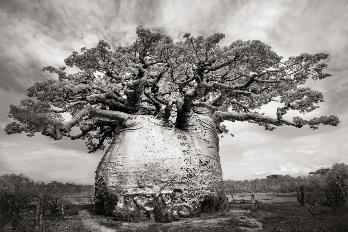 Fotos P&B mostram a população cada vez menor de antigos baobás de Madagascar 01