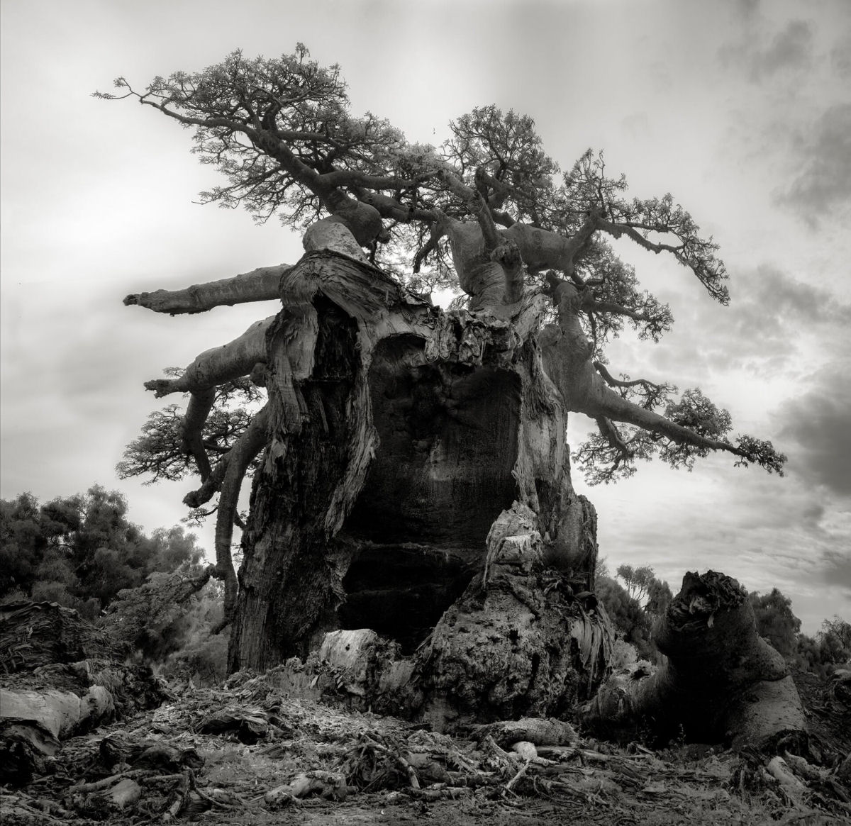 Fotos P&B mostram a população cada vez menor de antigos baobás de Madagascar 02