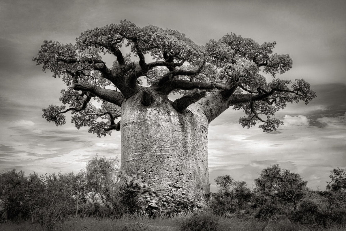 Fotos P&B mostram a população cada vez menor de antigos baobás de Madagascar 03