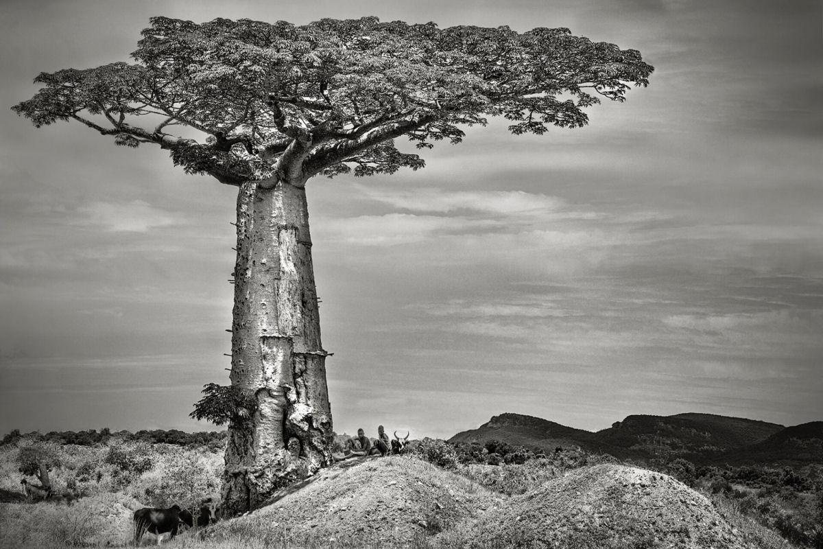 Fotos P&B mostram a população cada vez menor de antigos baobás de Madagascar 04