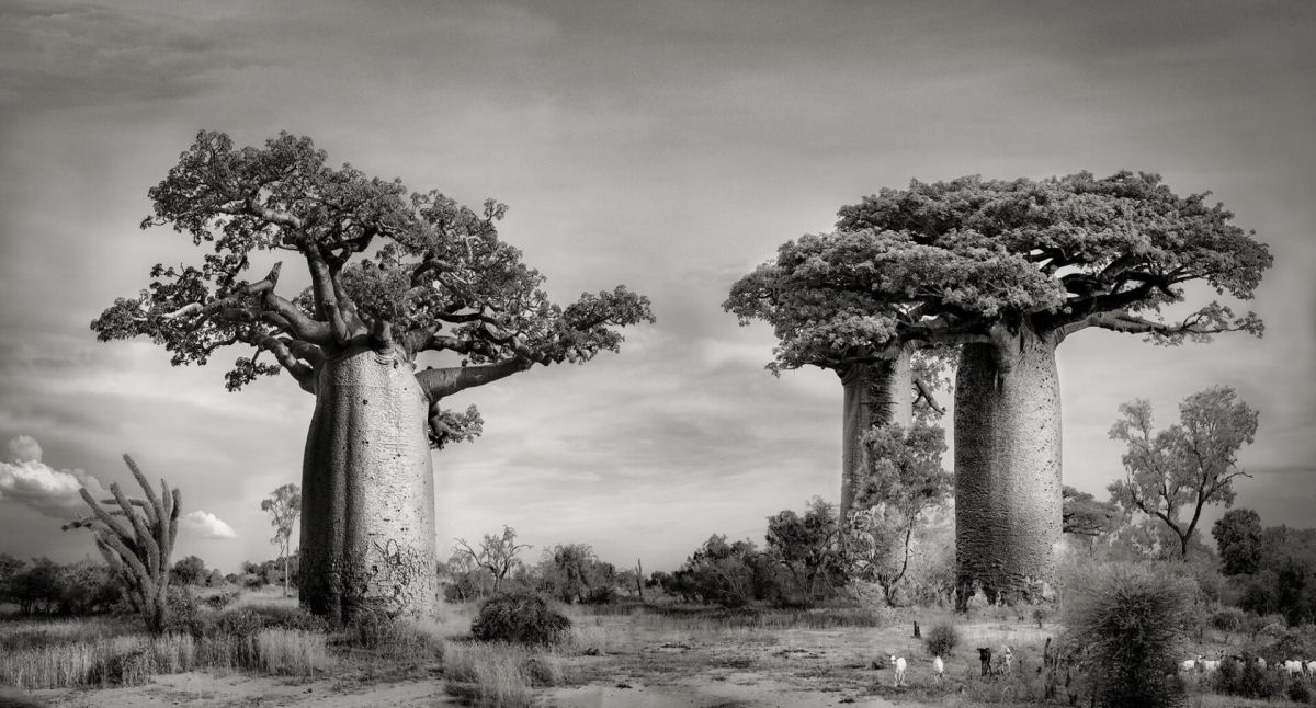 Fotos P&B mostram a população cada vez menor de antigos baobás de Madagascar 05