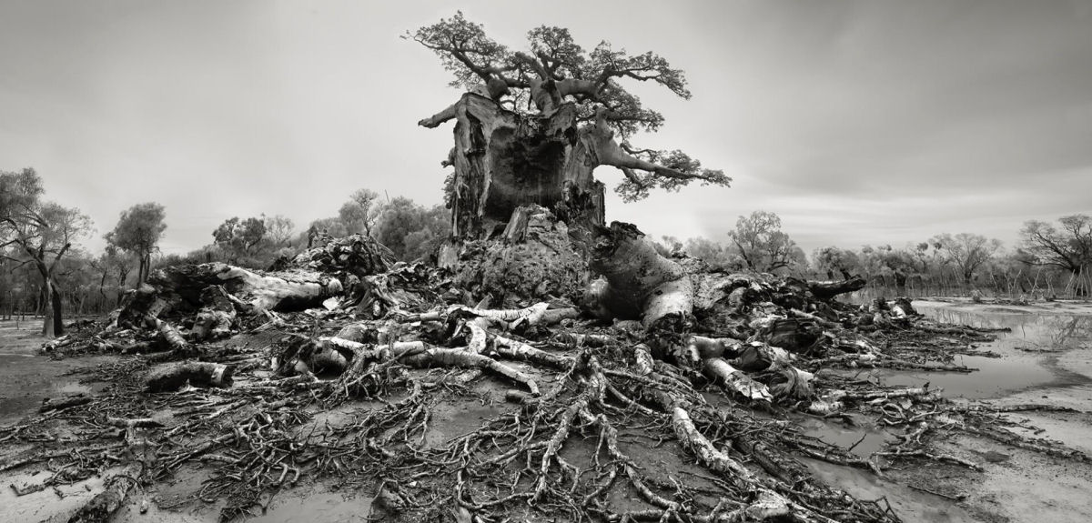 Fotos P&B mostram a população cada vez menor de antigos baobás de Madagascar 07
