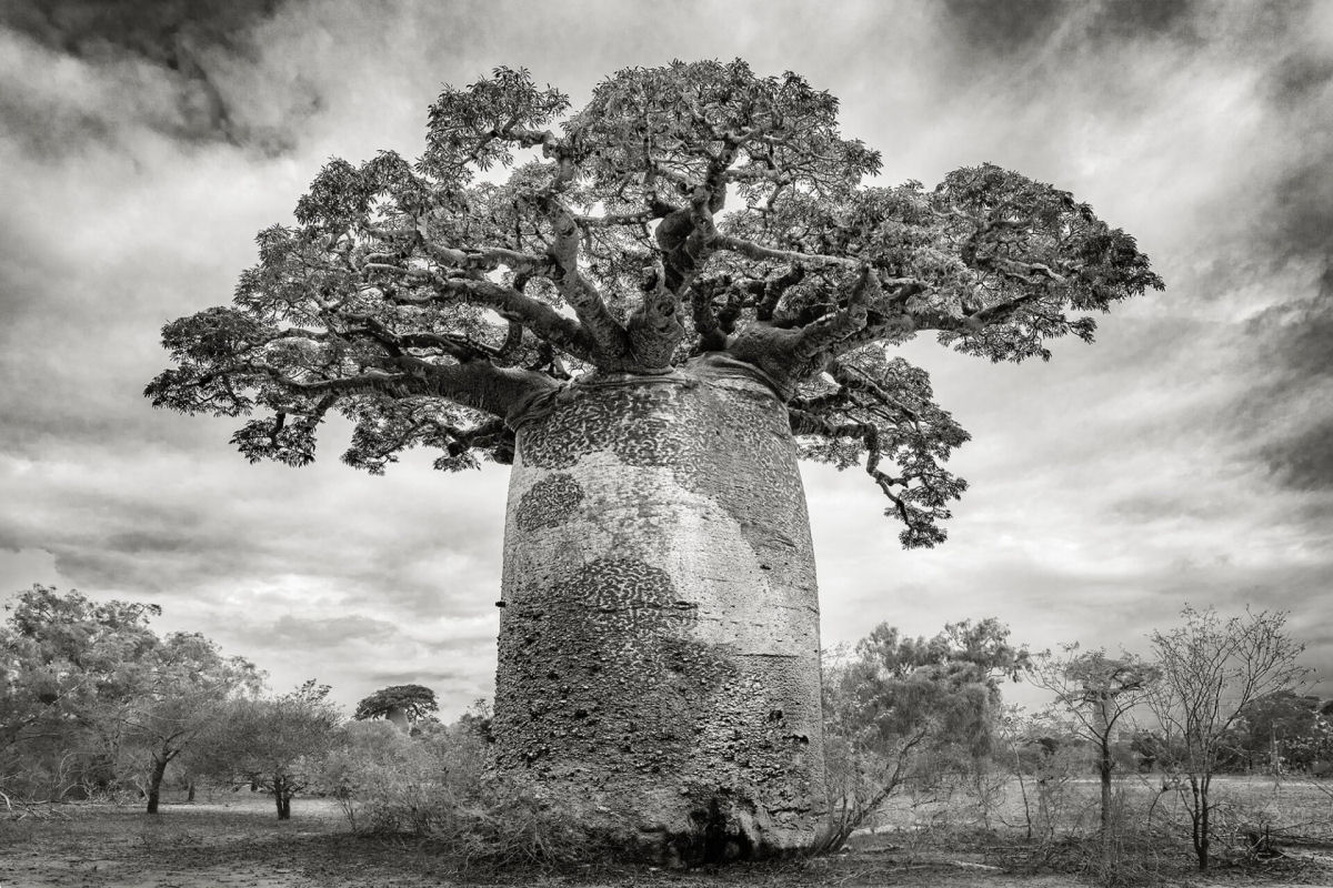 Fotos P&B mostram a população cada vez menor de antigos baobás de Madagascar 08