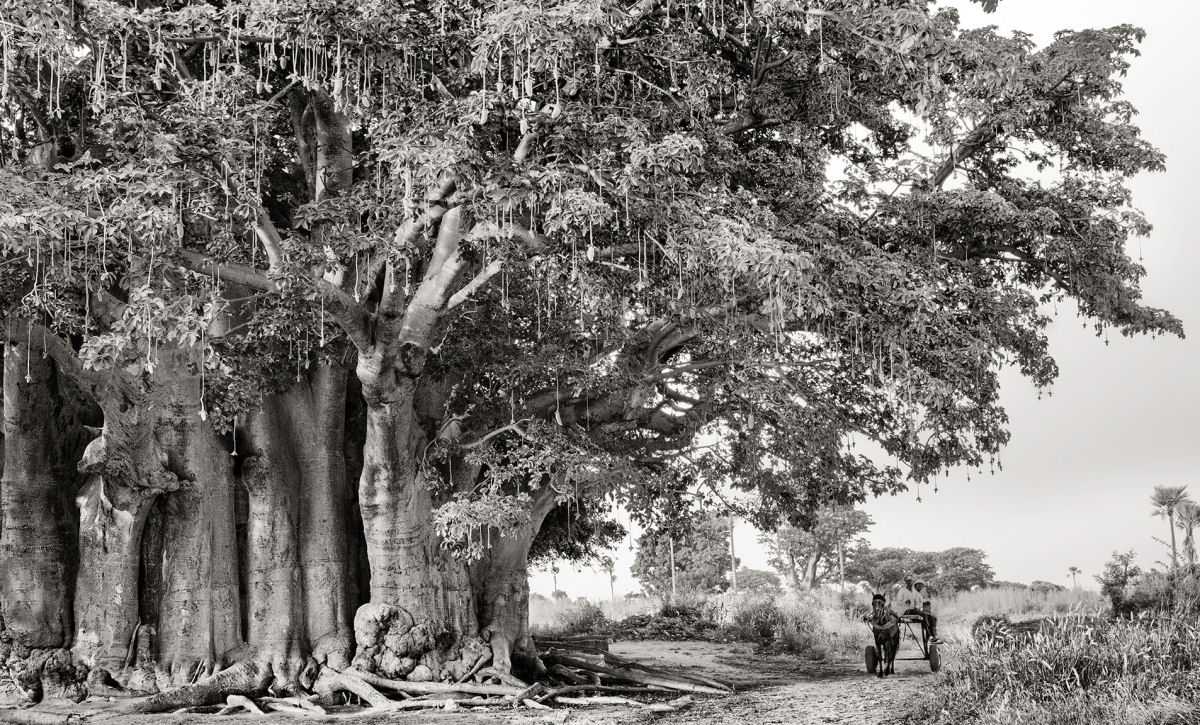 Fotos P&B mostram a população cada vez menor de antigos baobás de Madagascar 09