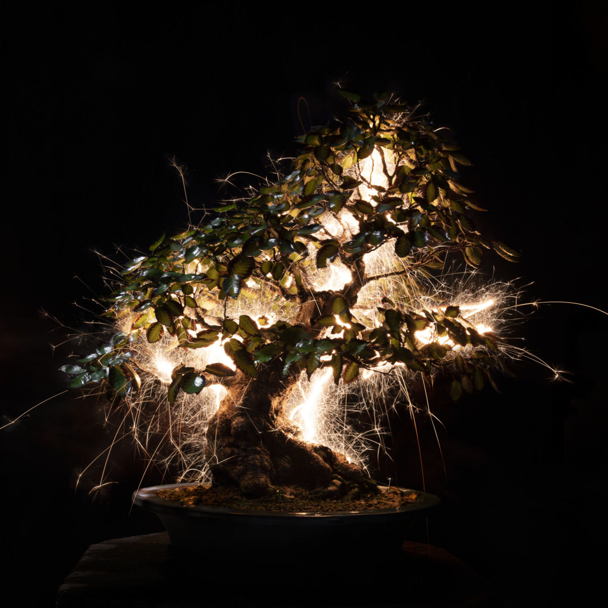 Rastros de luz iluminam bonsais esculturais em fotos de longa exposio 01