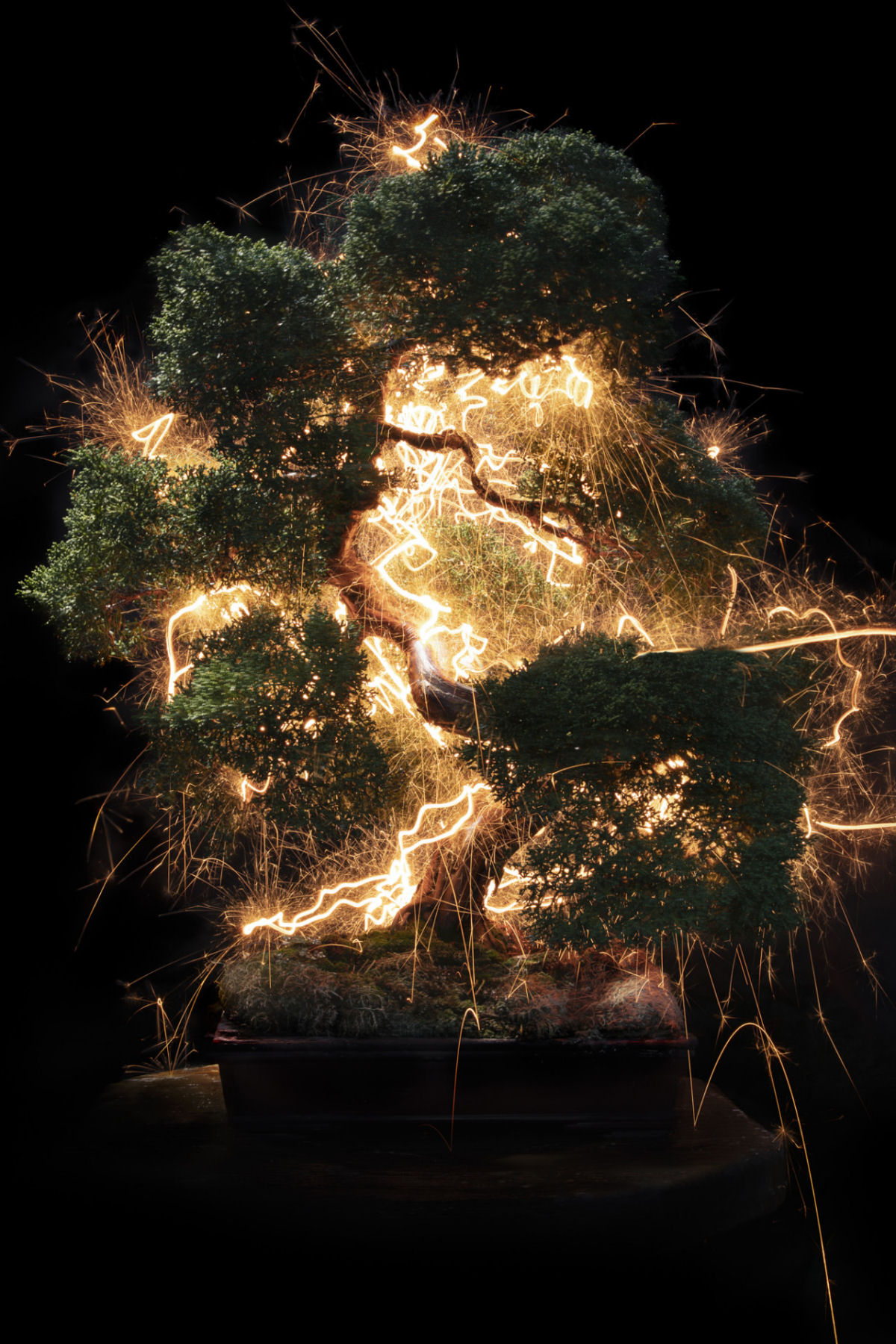 Rastros de luz iluminam bonsais esculturais em fotos de longa exposio 02