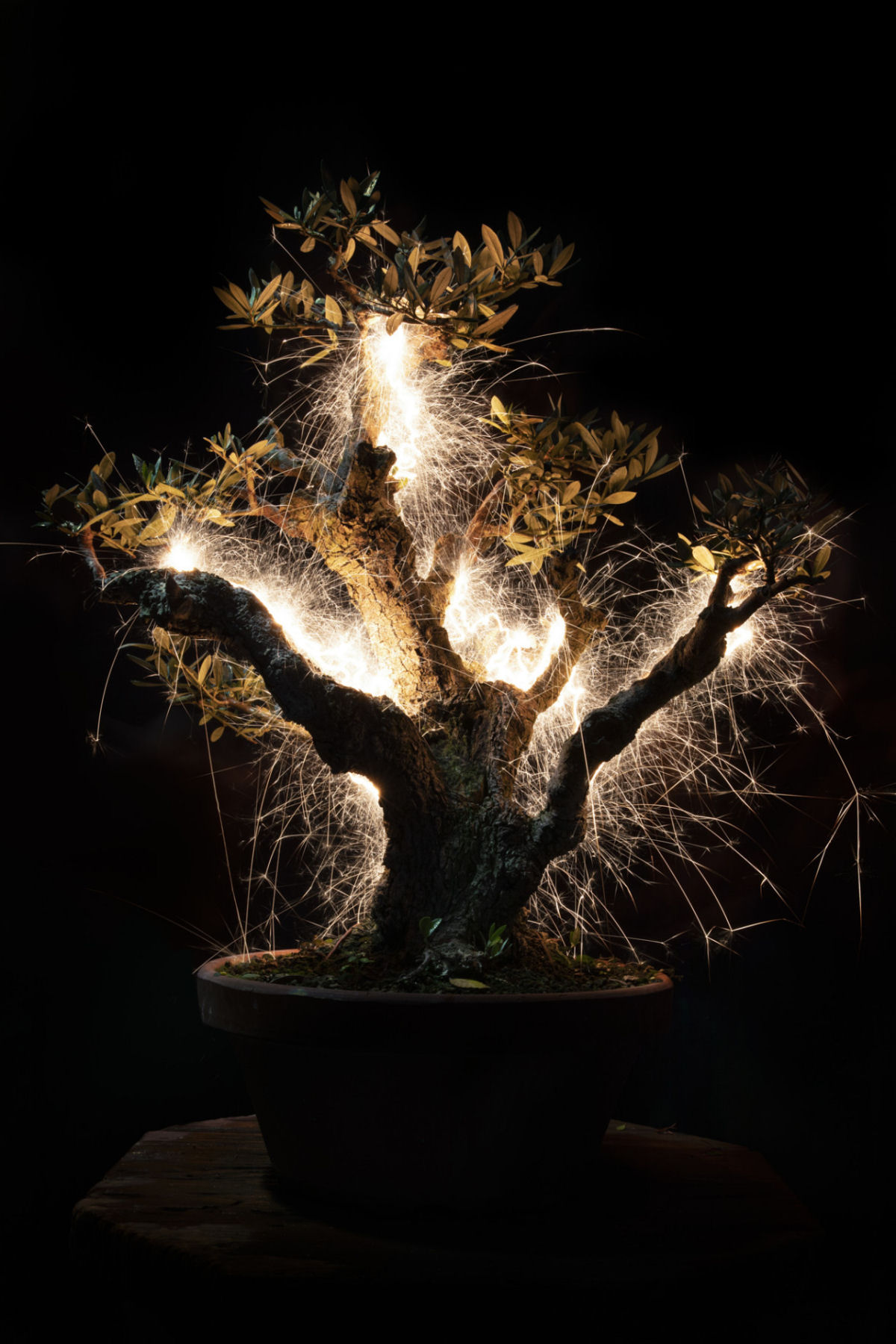 Rastros de luz iluminam bonsais esculturais em fotos de longa exposio 04